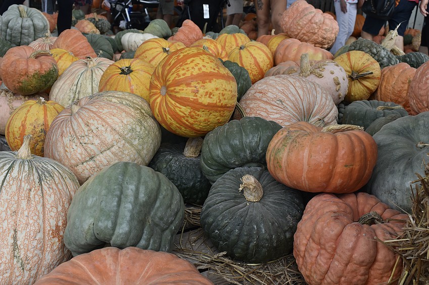 The festival offered pumpkins in all shapes and sizes.