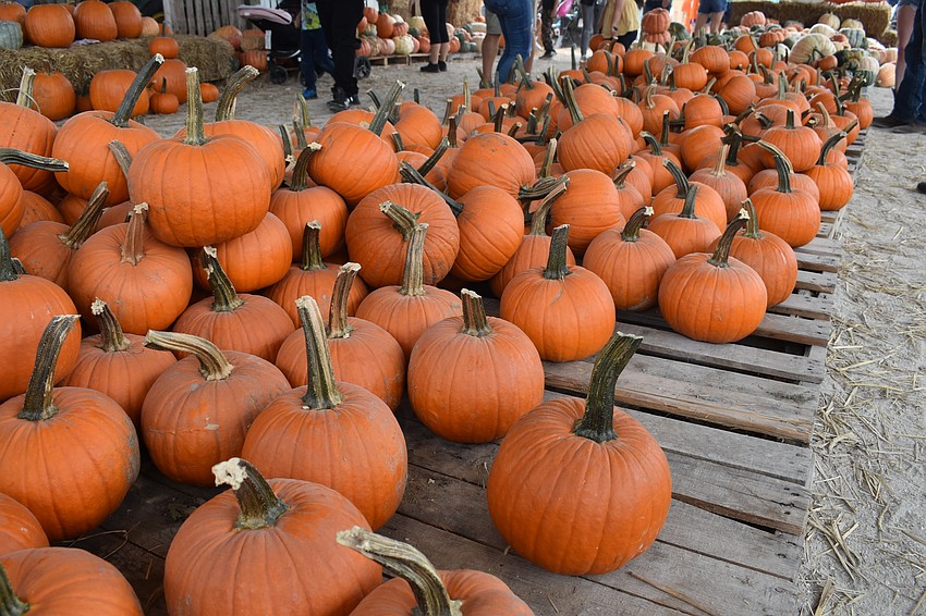 A wide range of pumpkins were on offer.