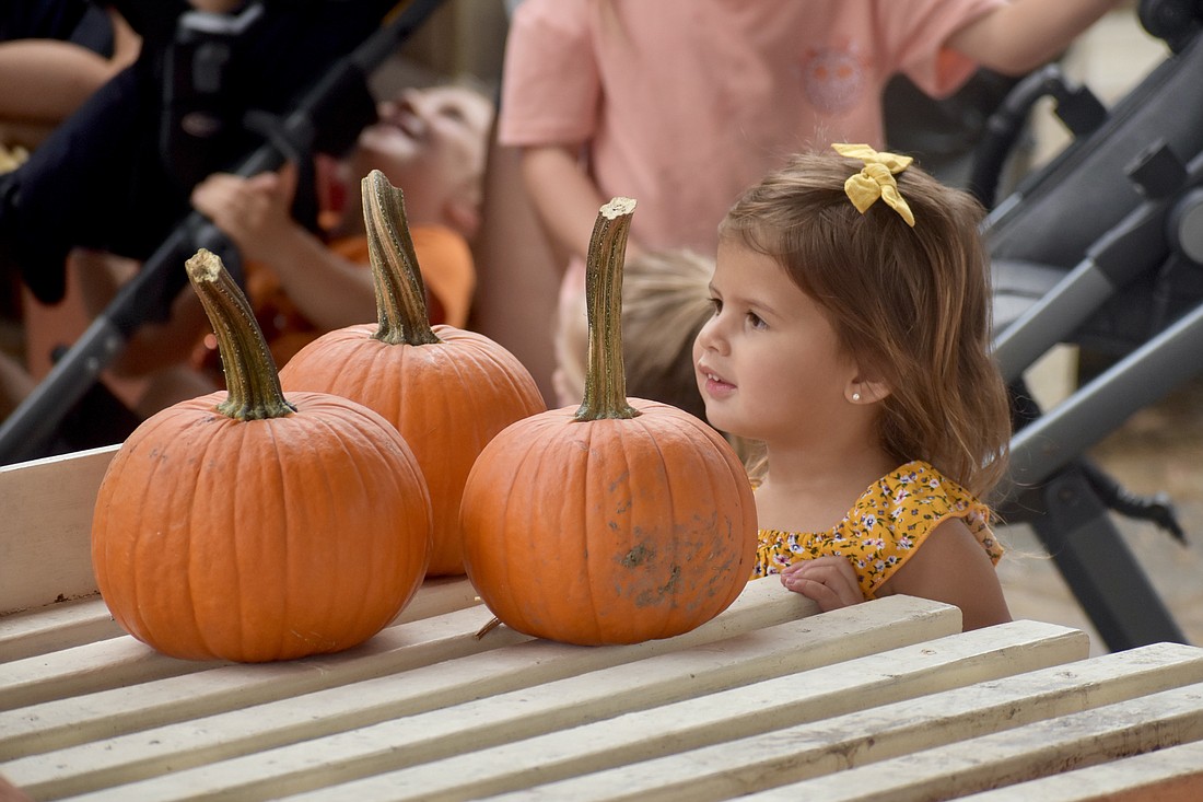 Camila McMahon, 3, looks over the pumpkins available at the Fruitville Grove Pumpkin Festival on Oct. 8, 2023.