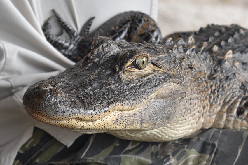 Guests at the event had the chance to meet Cringer, a female alligator, an animal ambassador of Big Cat Habitat.