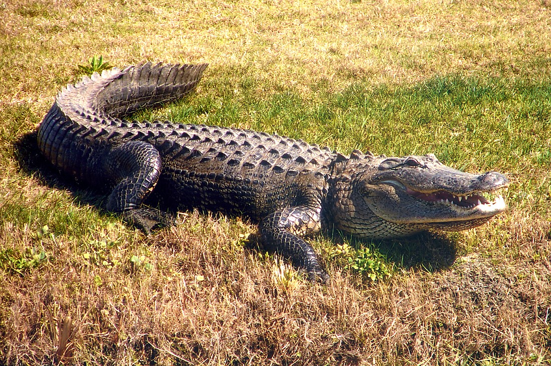 Country Club's Diane Sosnosky says Albert, an alligator she found and nicknamed, was in her backyard on the 17th green of Legacy Golf Course in 2011.
