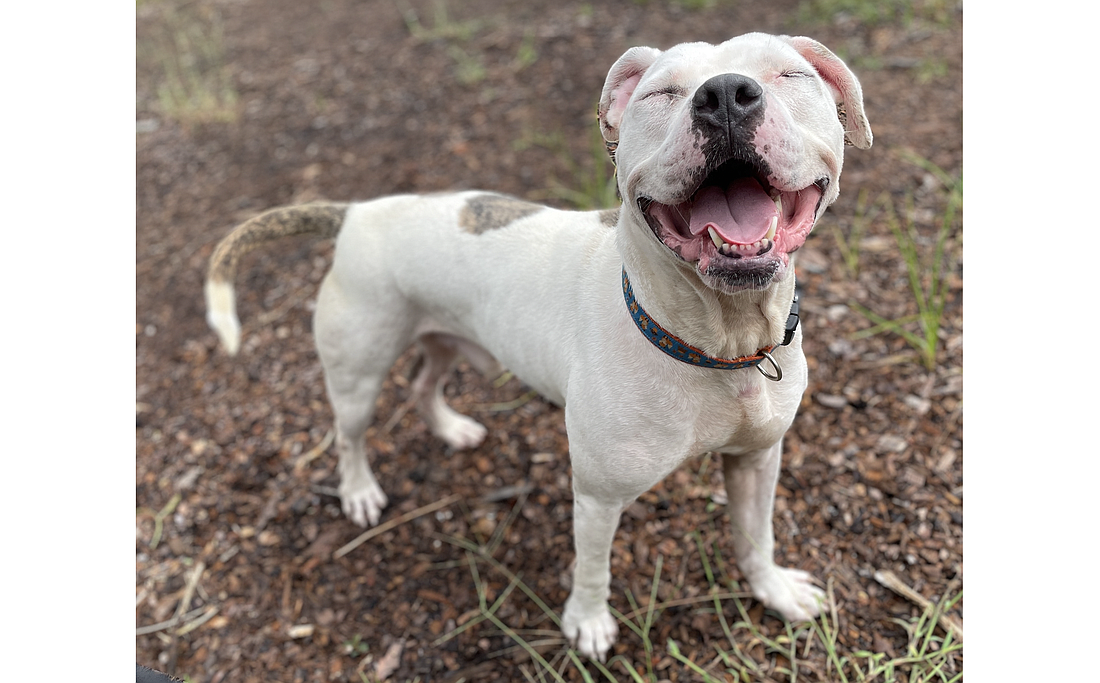 Big Mac was found tied up to a street sign and abandoned with another dog, yet remains such a loving, happy, friendly boy with everyone he meets - even other dogs. He has a sweet, gentle temperament with people and dogs, so he could do well with cats and children too. Photo courtesy of the Flagler Humane Society