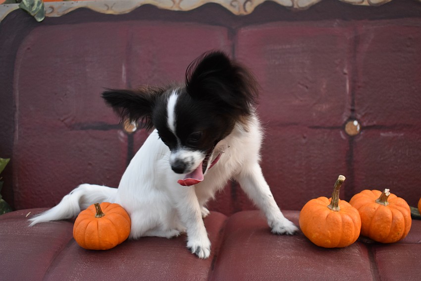 Poppy, a 6-month-old Papillon, checks out some pumpkins at The Green. Poppy belongs to Sarasota's Samantha Hess.