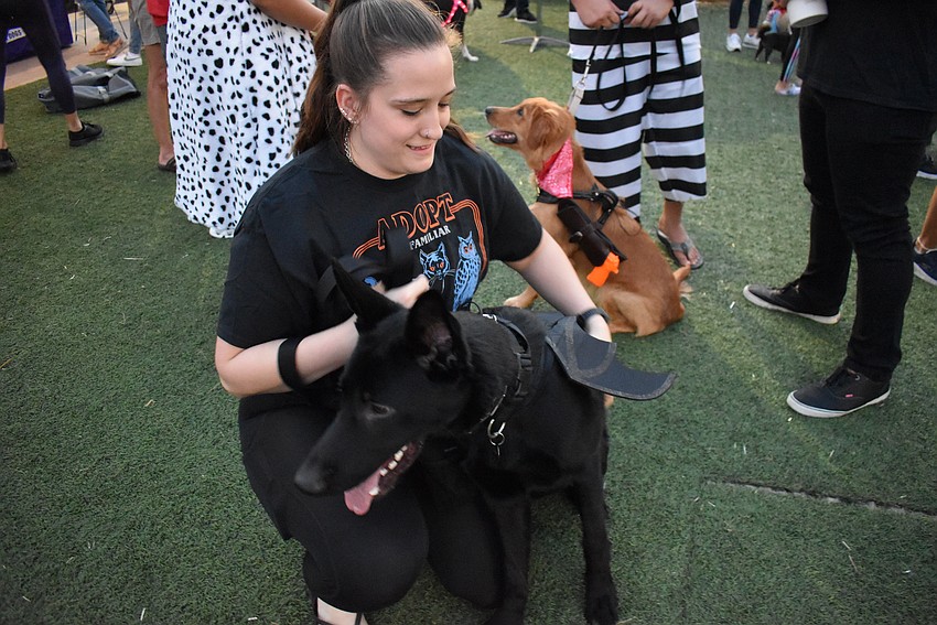 Sarasota's Kim Edwards straightens out the wings on Chief, her 7-month-old German shepherd.
