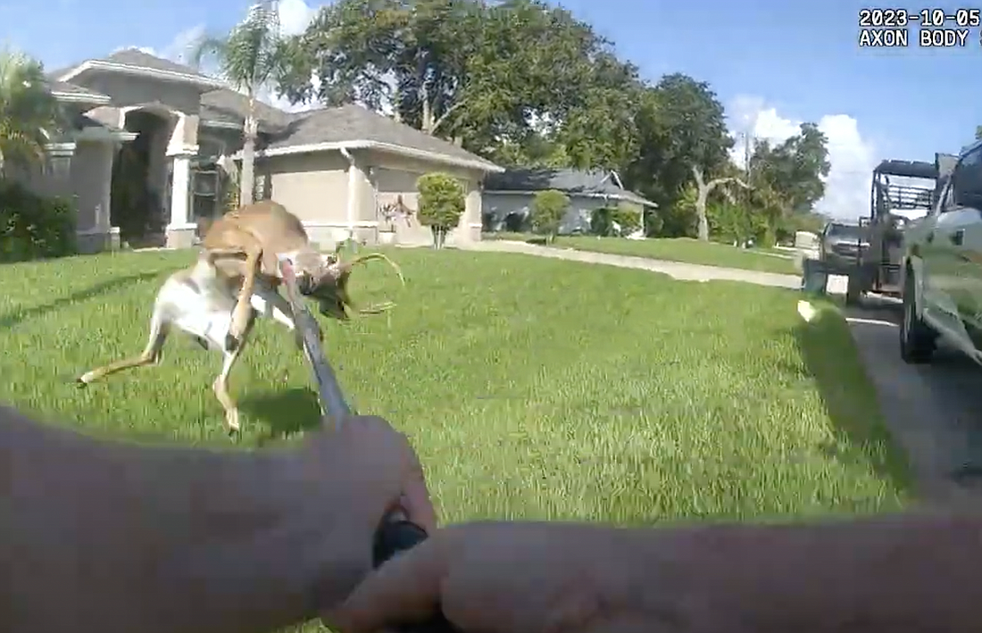 The deer fights as a law enforcement officer draws a catch pole around its neck. Image from body camera footage
