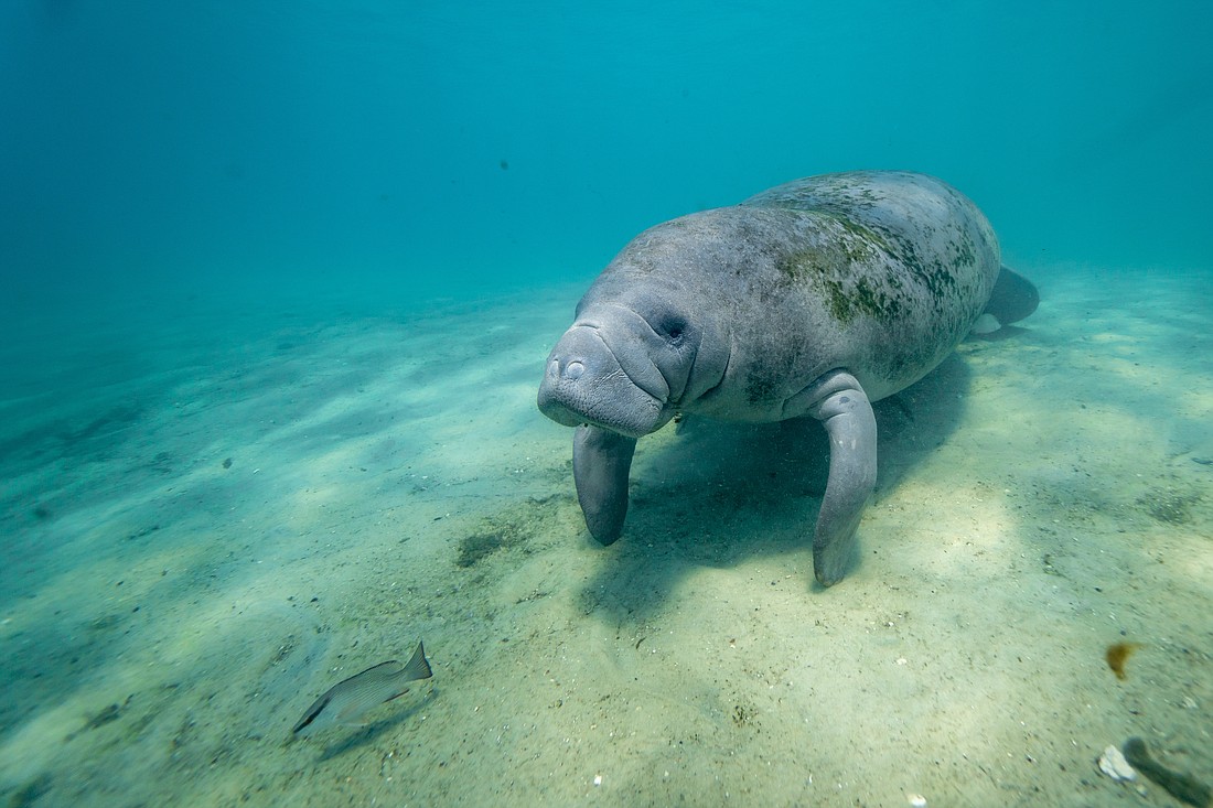 A West Indian Manatee (Trichechus manatus) approaches a camera underwater. Photo by Phil Lowe/Adobe Stock