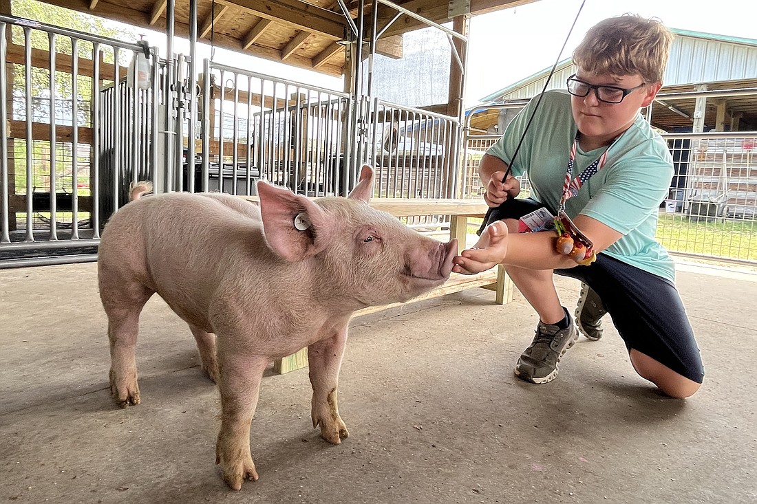 Clayton Reagan, an eighth grader at Carlos E. Haile Middle School, looks at the way a pig walks, its bone structure and whether the pig has a drop in its belly before selecting a pig to show at the Manatee County Fair.