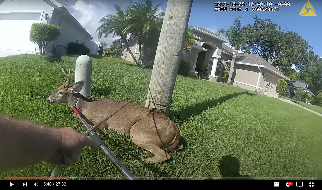 The injured deer on the ground. Image from FCSO body camera footage