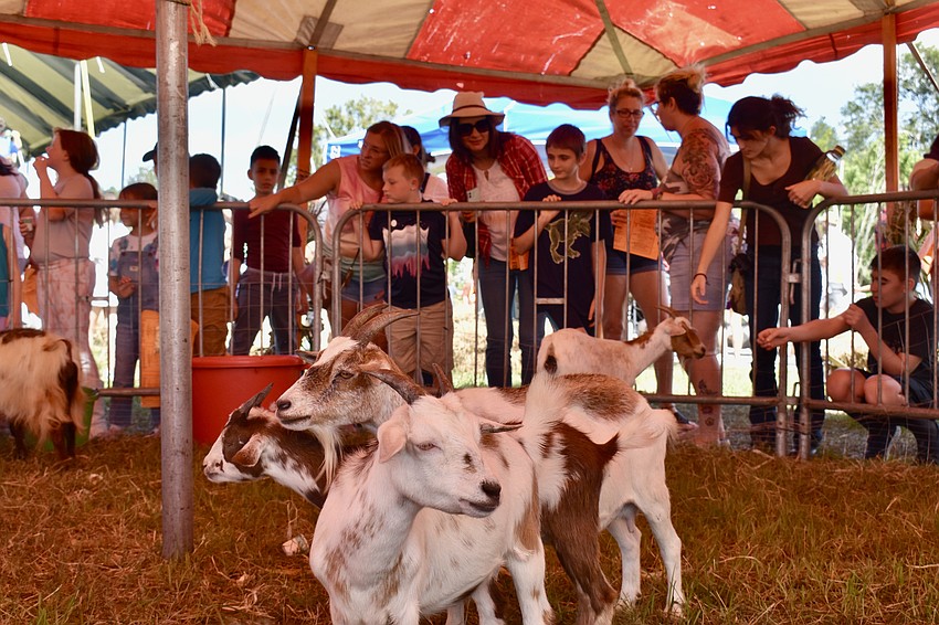 The petting zoo is filled with baby goats that are happy to trade pets for pellets.