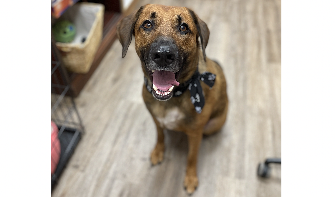 Duke, 3, is a male Rhodesian Ridgeback brought in as a stray on Sept. 1. He is a sweet, playful, gentle giant who loves to play with toys and cuddle on the couch with everyone he meets. Photo courtesy of the Flagler Humane Society