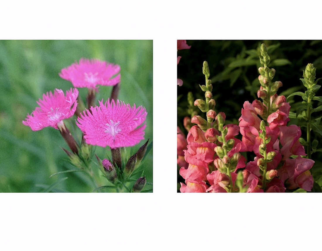 Dianthus and snapdragon. Photos courtesy of UF/IFAS