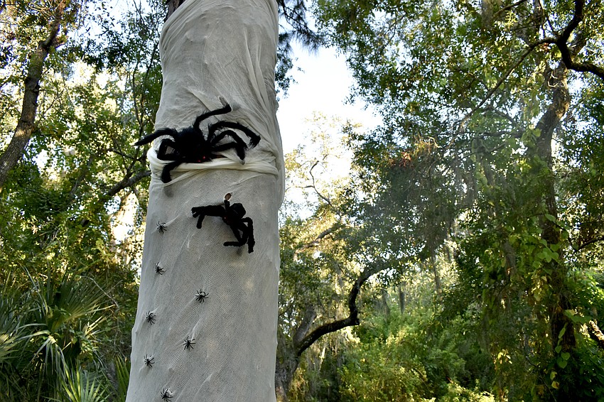 Spiders are placed on a tree in the forest along the trail.
