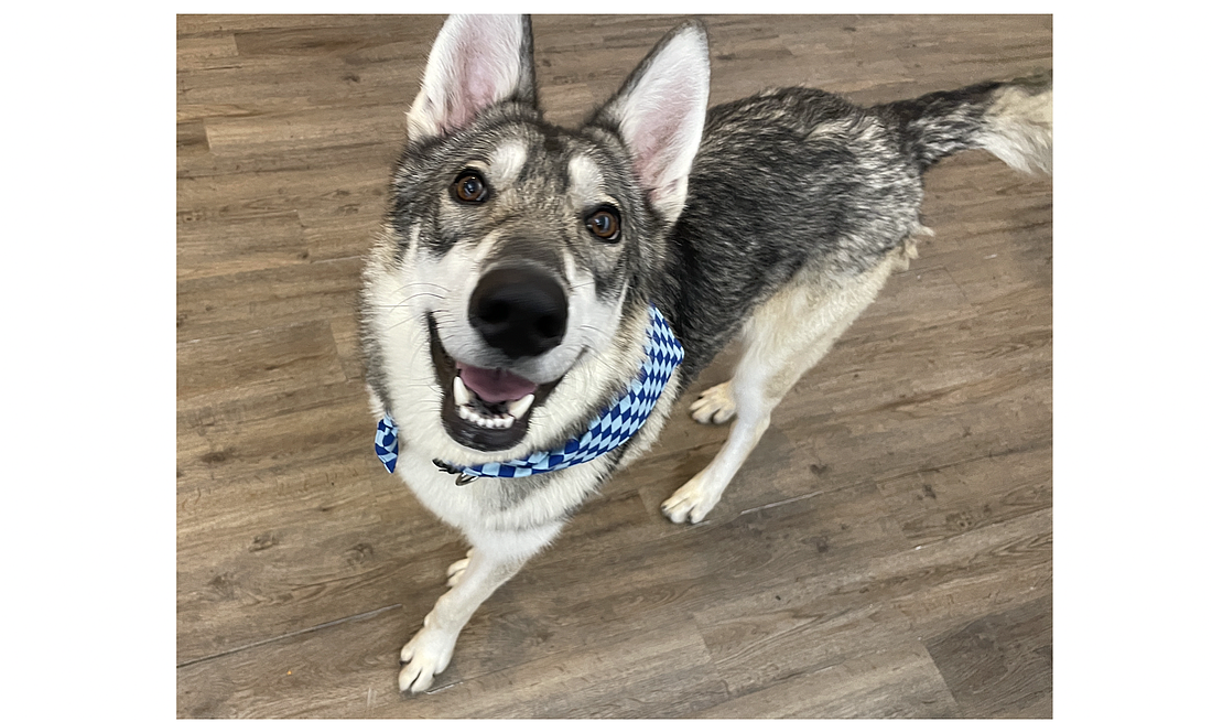 Trooper, 1.5, is a male Alaskan Malamute mix. He was found as a stray and brought into the shelter on July 22. Trooper is an active, loving dog waiting for his forever family. He seems to be house-trained, walks well on the leash and has not shown any signs of aggression towards other dogs. Photo courtesy of the Flagler Humane Society