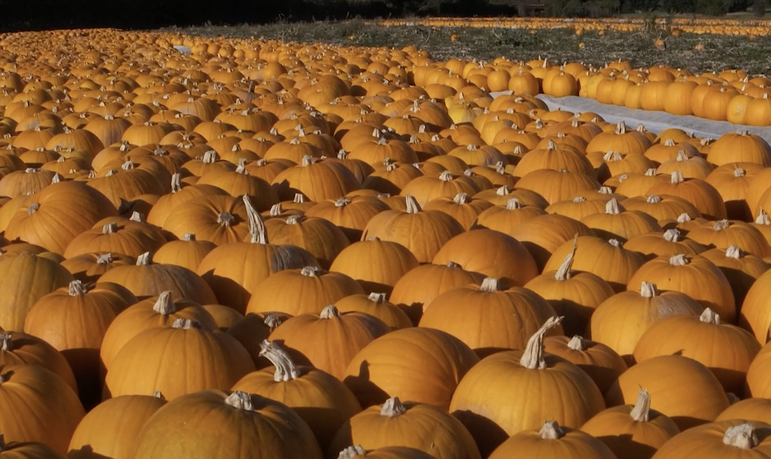 Image screenshot from Palm Coast Great Pumpkin Compost video.