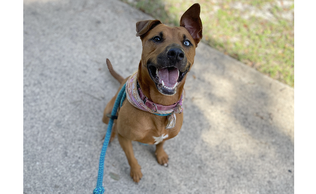 Skylar, 1, is an energetic and affectionate female Catahoula Leopard dog who loves to play fetch and run outside. She is intelligent, knows numerous commands and is house and crate trained, but is aggressive with other dogs. Skylar was surrendered in March. Photo courtesy of the Flagler Humane Society