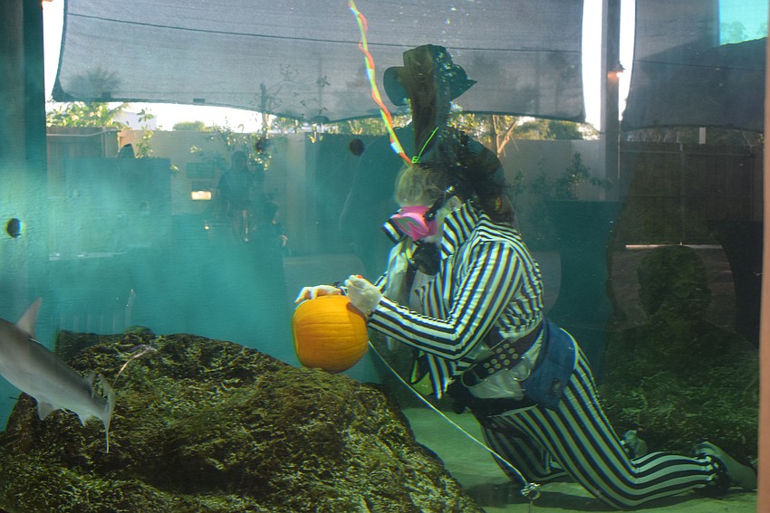 Sara Chennault carving pumpkins in the Bonnethead shark tank