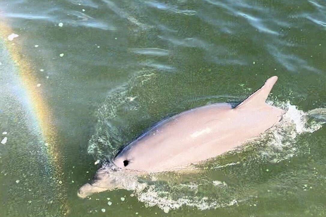 Cynthia Sullivan was welcomed back to Longboat Key by her dolphin friends.