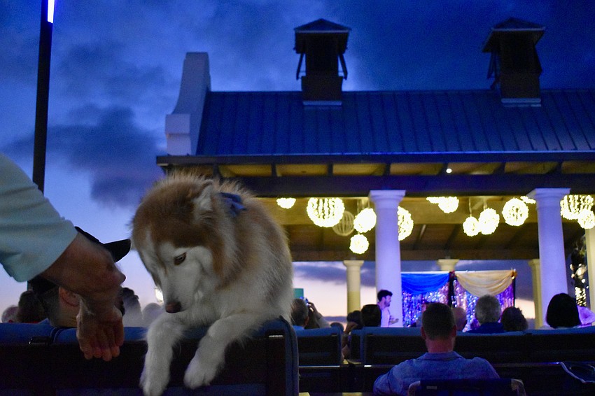 Aspen isn't as interested in the show as he is finding people to pet him.