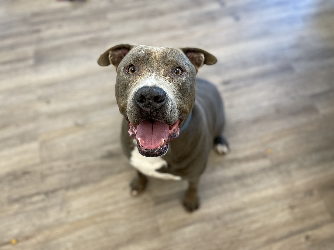 Max, 8, is a sweet, handsome male with a hilariously goofy personality. Max was rescued from a cruelty case and has been at the shelter since October 2022. Max is eager to do well and please everyone he meets and is a happy and loving dog. Photo courtesy of the Flagler Humane Society