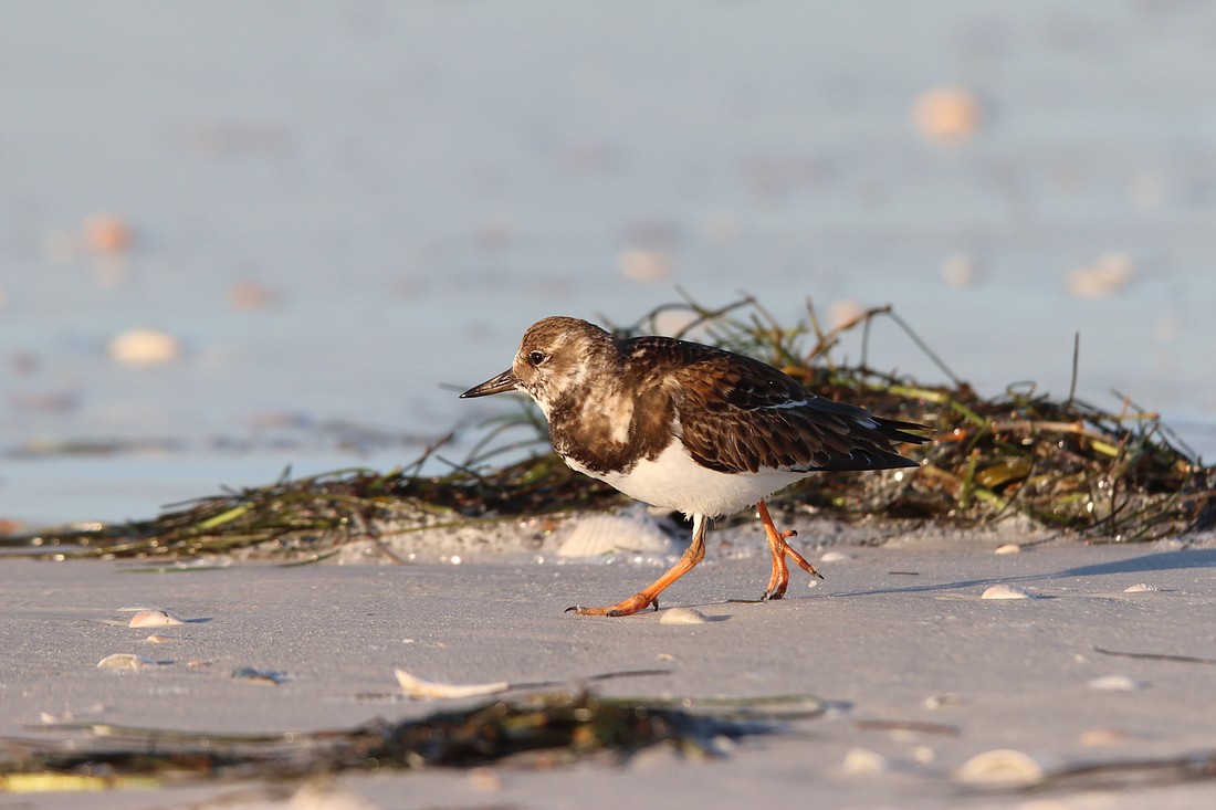 A ruddy turnstone searches the wrack line.