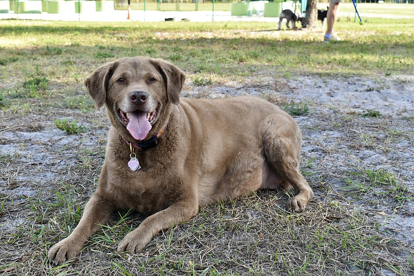 Maddie is a 9-year-old Chesapeake Bay retriever.