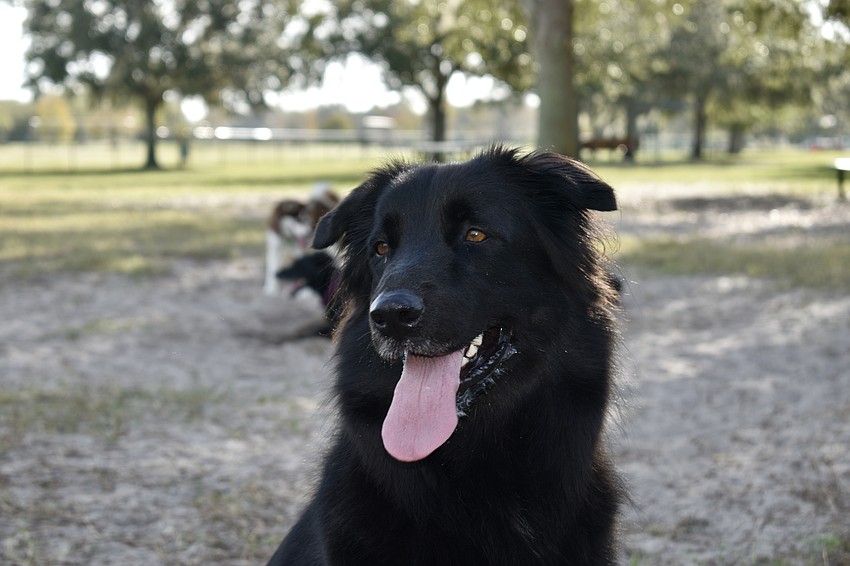 The dogs play hard and get thirsty at the Greenbrook Adventure Dog Park.