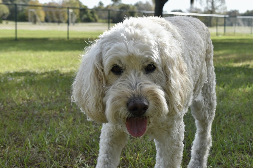 Lucy is ready for a drink. She's a 12-year-old golden doodle.