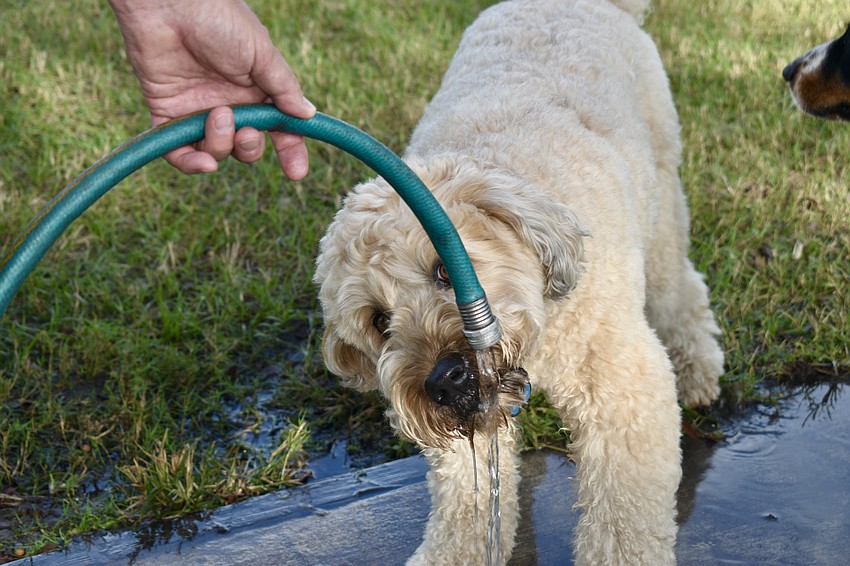 Even though there are water bowls at their feet, the dogs wait for the hose.