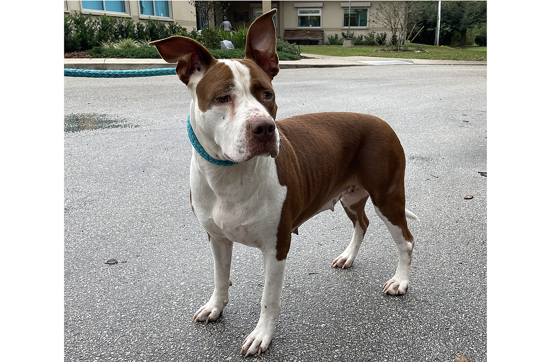 Loyalty, 2, was surrendered to the shelter because her previous owner had too many animals to care for. Loyalty has lived with other dogs previously and has a loving, loyal personality. She walks great on the leash and seems to be house-trained. Photo courtesy of the Flagler Humane Society