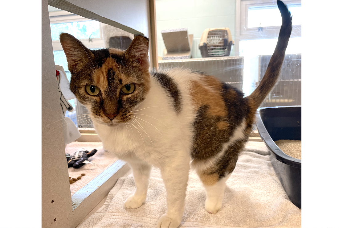 Macchiato, 3, was surrendered on Dec. 3 when her previous owner moved. Macchiato is a friendly female cat who loves to be patted and knead in her bed. She is missing a part of her back left paw, but is able to move around well, and it doesn't seem to bother her much. Photo courtesy of the Flagler Humane Society