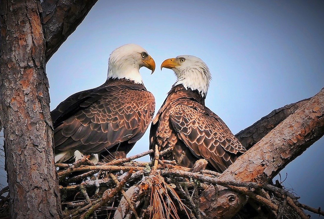 Gordon Silver took this photo of a male and female bald eagle in a nest in Lakewood Ranch.