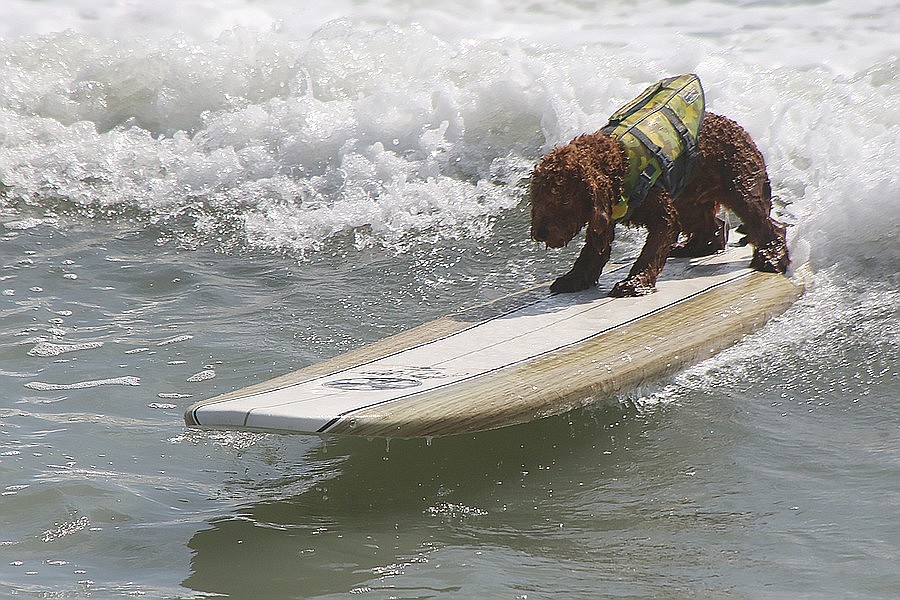 Events calendar: See dogs ride waves in the Hang 8 Dog Surfing