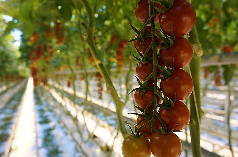 Plant Agricultural Systems Inc. plans to build a hydroponics farm in Baker County.