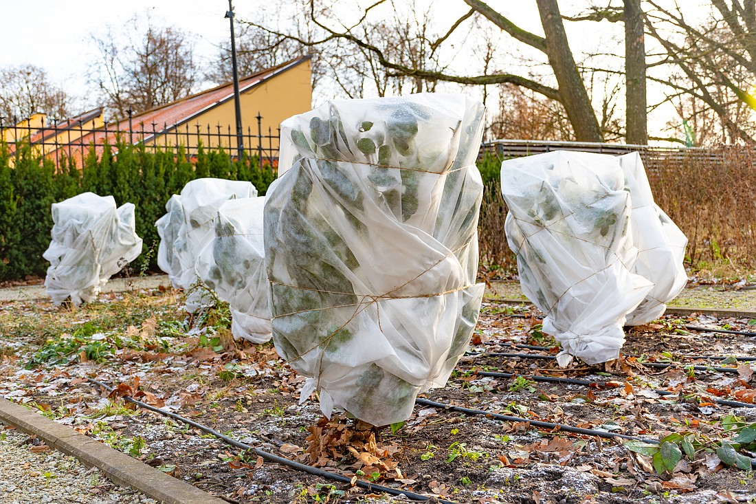 Plants covered up for a freeze. Photo by Michele Ursi / Adobe Stock
