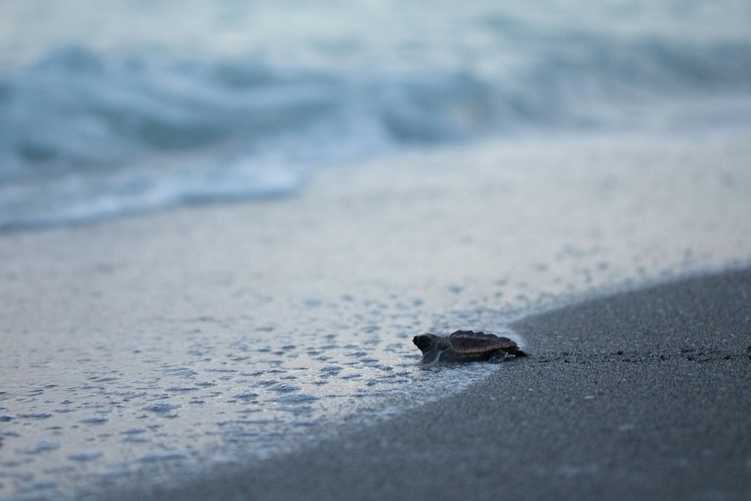 Turtle nesting strong in Sarasota, Longboat despite high disorientation ...