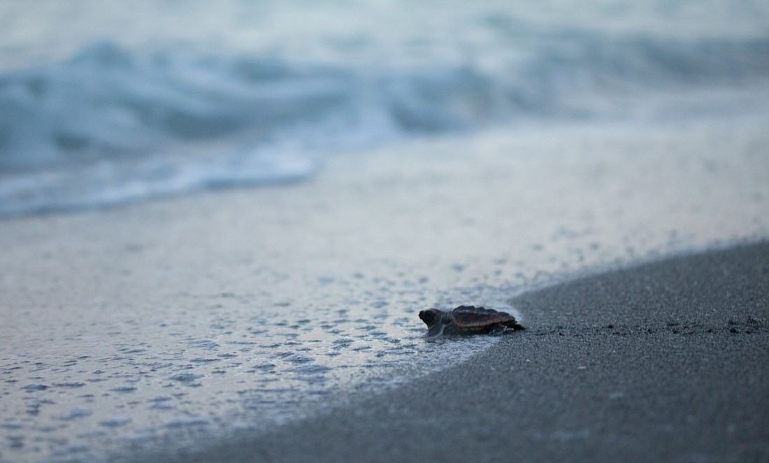 A loggerhead hatchling being released.