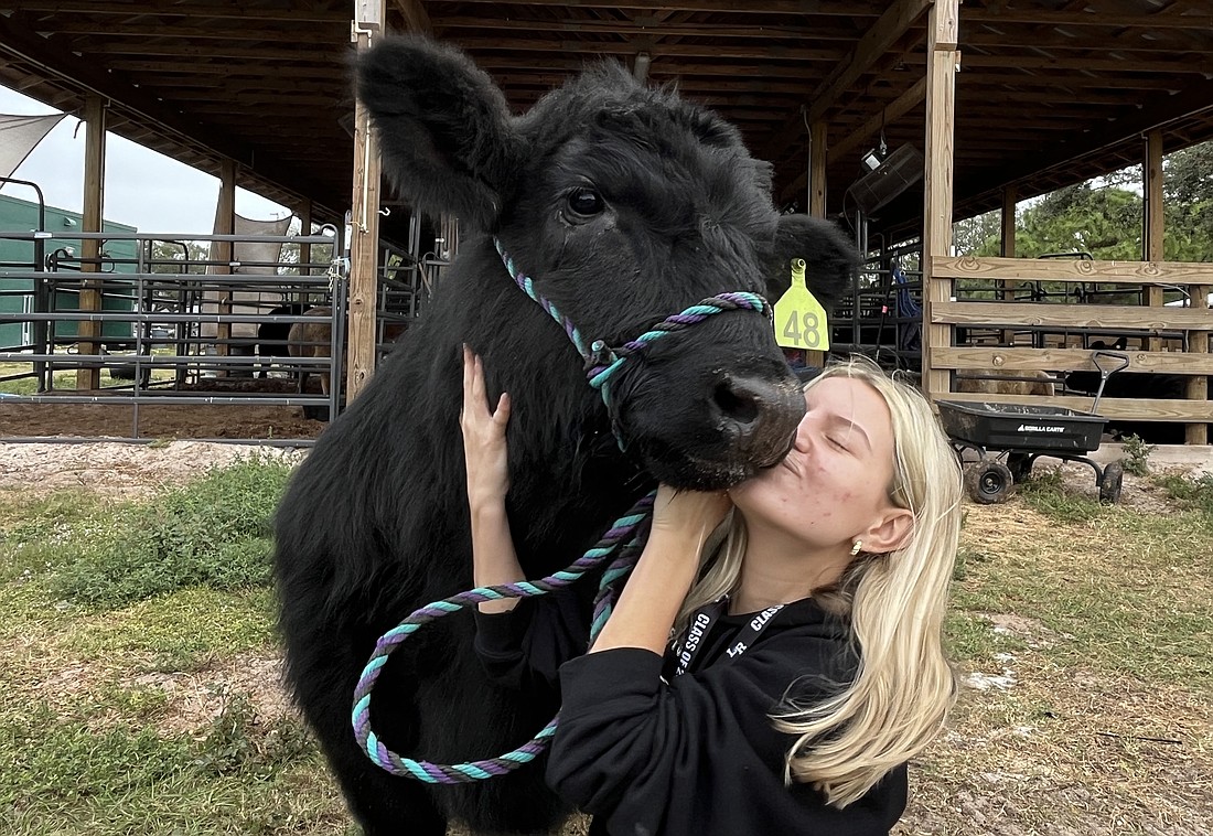 Isabelle Monroe, a senior at Lakewood Ranch High School, loves showing cows at the Manatee County Fair. She names each of her cows after a car part of maker.