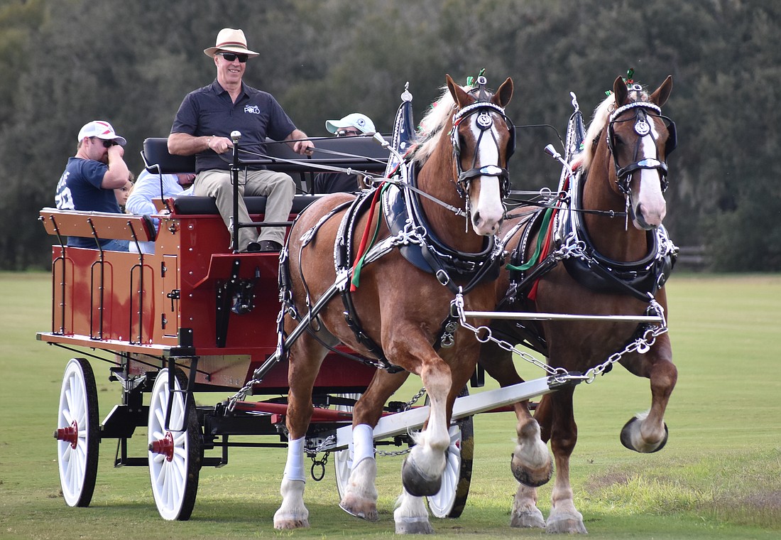 Bud and Charlie made their debut Dec. 31 at the Sarasota Polo Club with Alan Freitag holding the reins. Anyone who attends the matches can take a free ride at halftime.