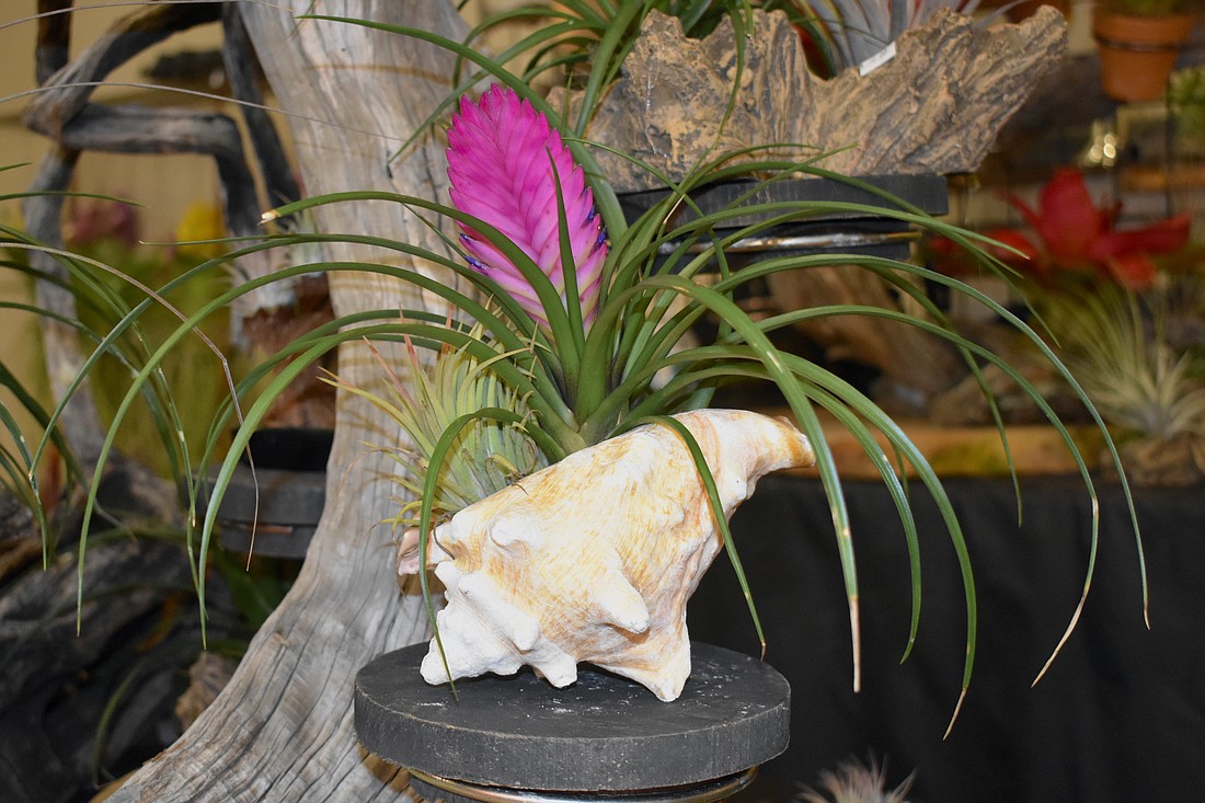 A plant grows from a conch shell in a display by William Tippit of Apopka, Florida.