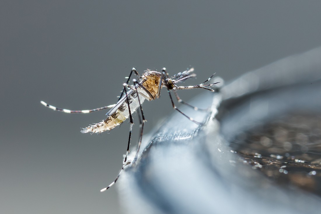 A newborn Aedes albopictus mosquito. The species is found throughout the eastern United States. Photo from Adobe Stock