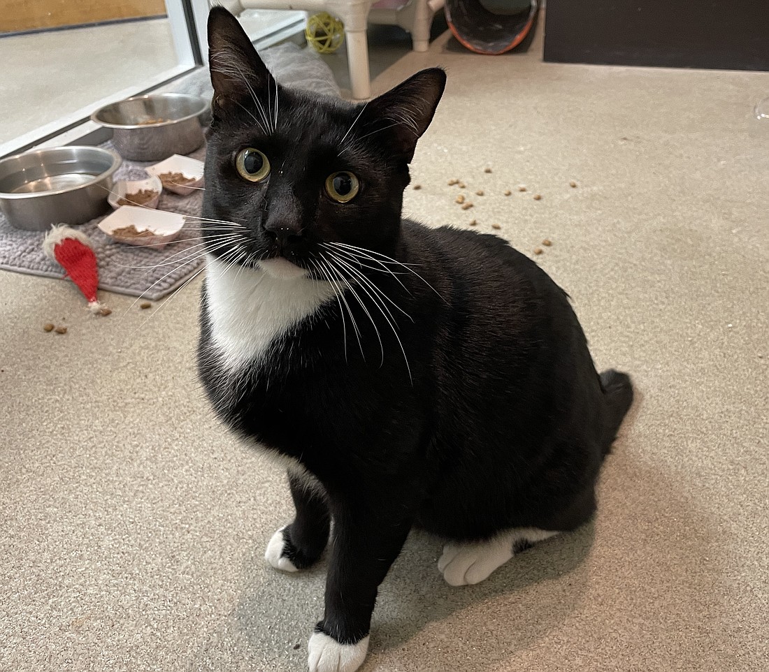 Tux, 3, is a friendly, playful male who is good with other cats and is litter-box trained. He is missing part of his tail, but it doesn't bother him any. He was found as a stray in September near Marineland. Courtesy photo