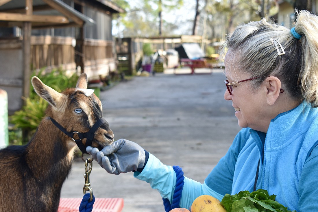 Volunteer Lisa Kleeberg feeds one of the goats. The goat is on a leash because she's in training for the outreach program.