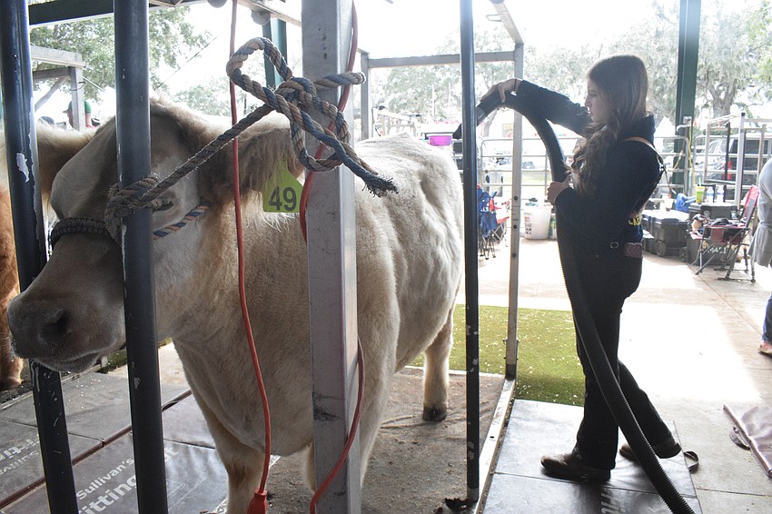 Lakewood Ranch High School sophomore Camryn Shear blow dries her steer so it's clean for auction.