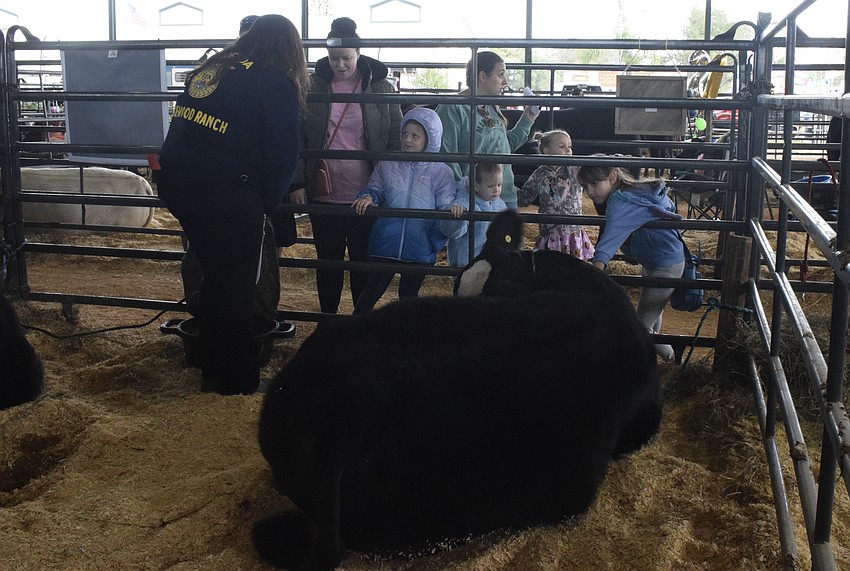 Lakewood Ranch High School junior Kendall Huerta answers questions about her steer before the auction.