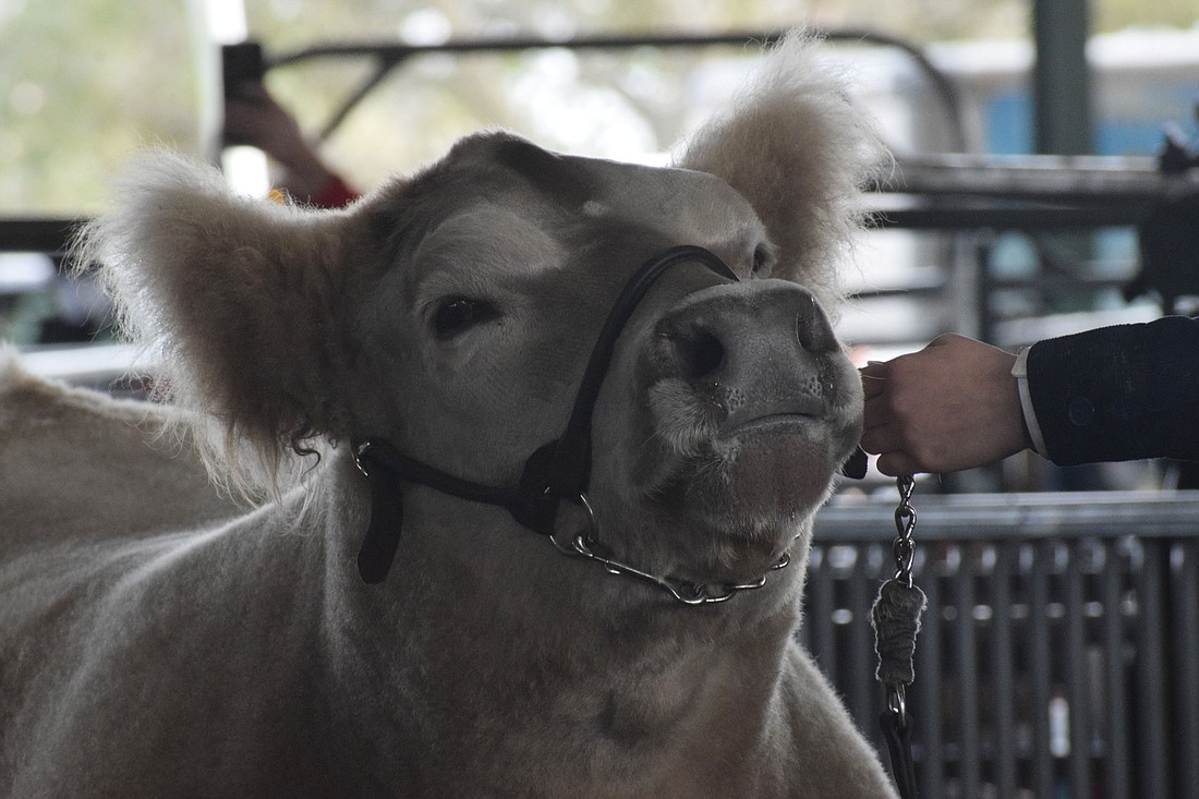 Lakewood Ranch High School sophomore Camryn Shear has her steer hold its head up with pride during the auction.
