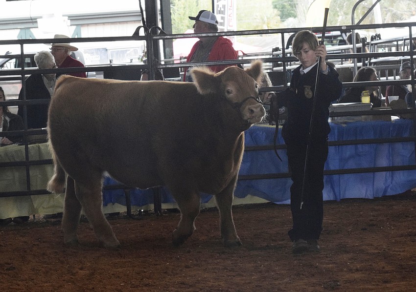 R. Dan Nolan Middle School sixth grader Ethan Snyder shows his steer, Waylon, in the ring. He won fifth overall in showmanship.