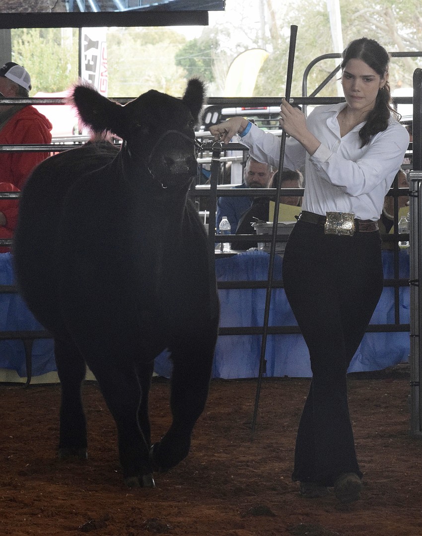Abigail Bunyak with Myakka Agventures sells her steer for $5 per pound at the auction.