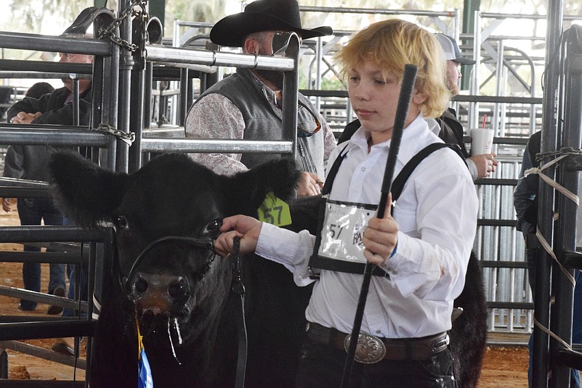 Caden Cone with Myakka All Stock 4-H brings his steer into the ring. He was able to sell it for $5.25 per pound at auction.