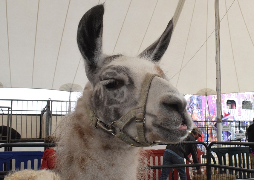 Llamas are just some of the available animals to see at the Manatee County Fair.