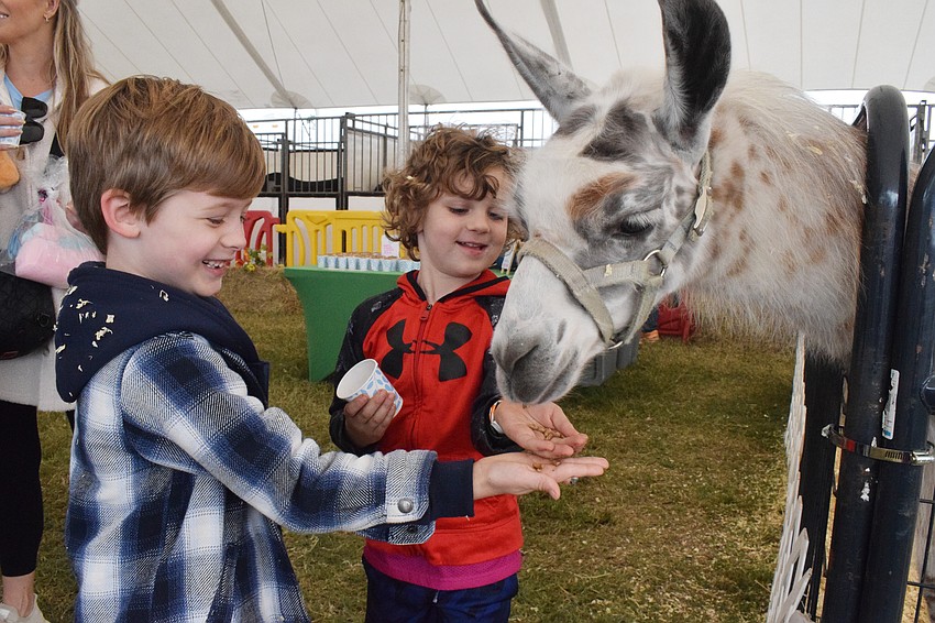 Bradenton 5-year-old Frankie Kerney and 5-year-old Jacob Urzykowski laugh while feeding a llama.